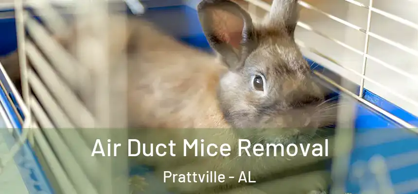  Air Duct Mice Removal Prattville - AL